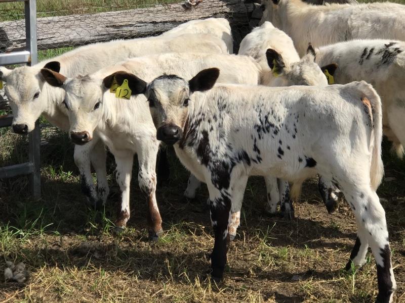 10 Speckle Park/Angus X Cows & Calves Listing Cattlesales