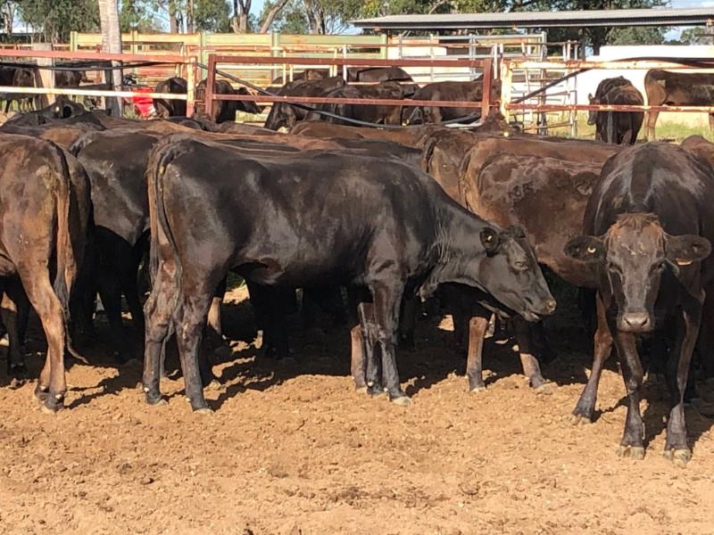 58 Purebred Wagyu F4 93+ Ptic Heifers 