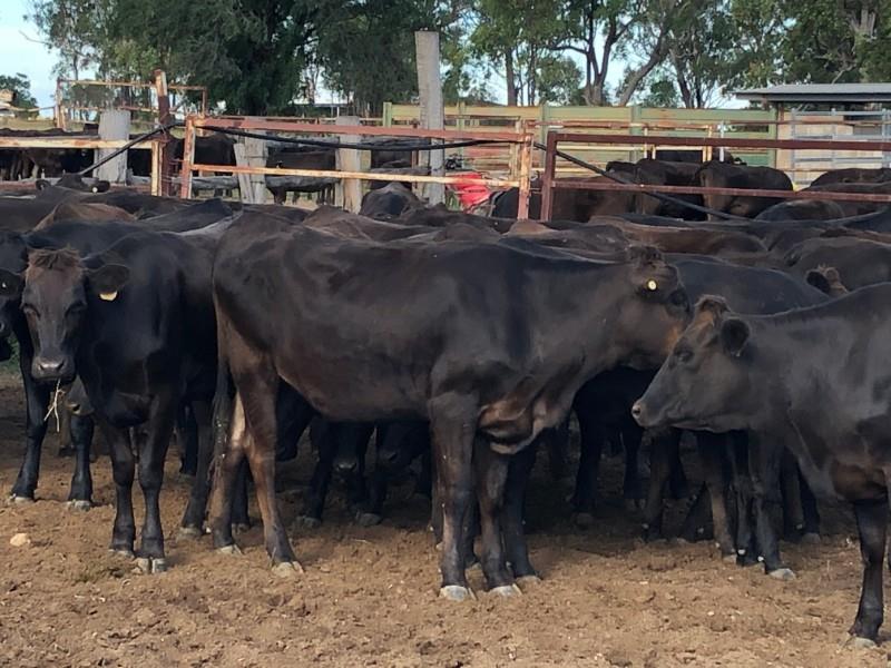 58 Purebred Wagyu F4 93+ PTIC Heifers Listing Cattlesales