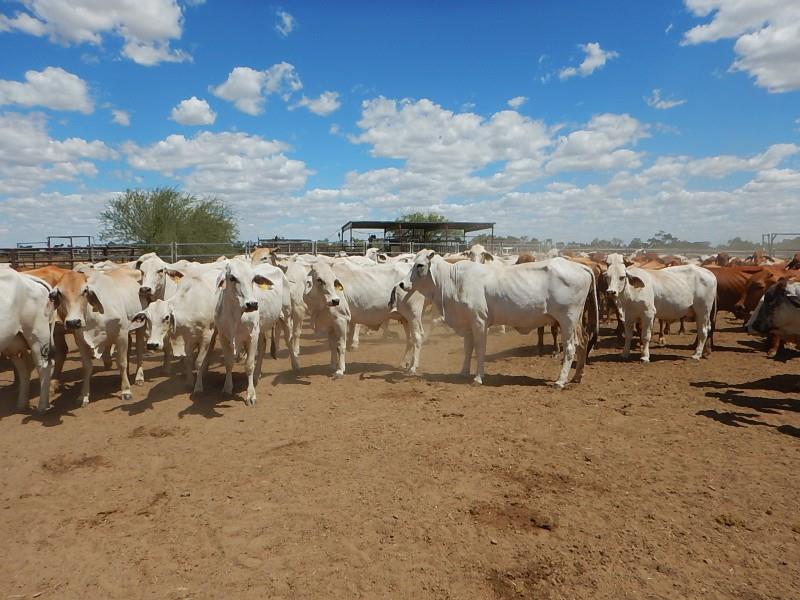 Windows 95 Plus 180 Brahman Cows Calves Listing Cattlesales