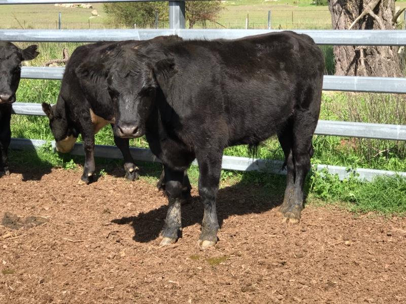 54 Hereford X Angus Steers | Listing | Cattlesales