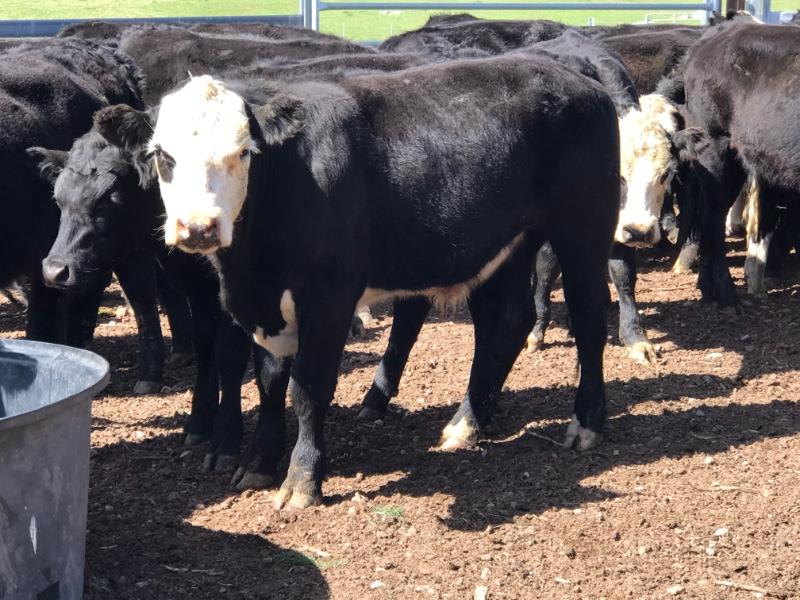 54 Hereford X Angus Steers | Listing | Cattlesales