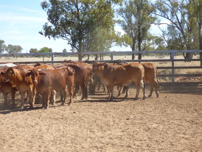 40 Brahman X Droughtmaster Steers | Listing | Cattlesales