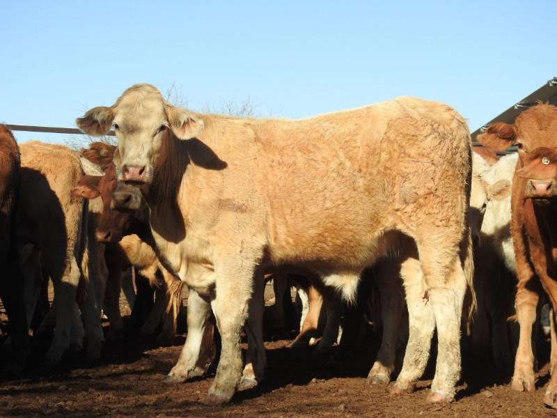 108 Charolais/Charolais X Steers | Listing | Cattlesales