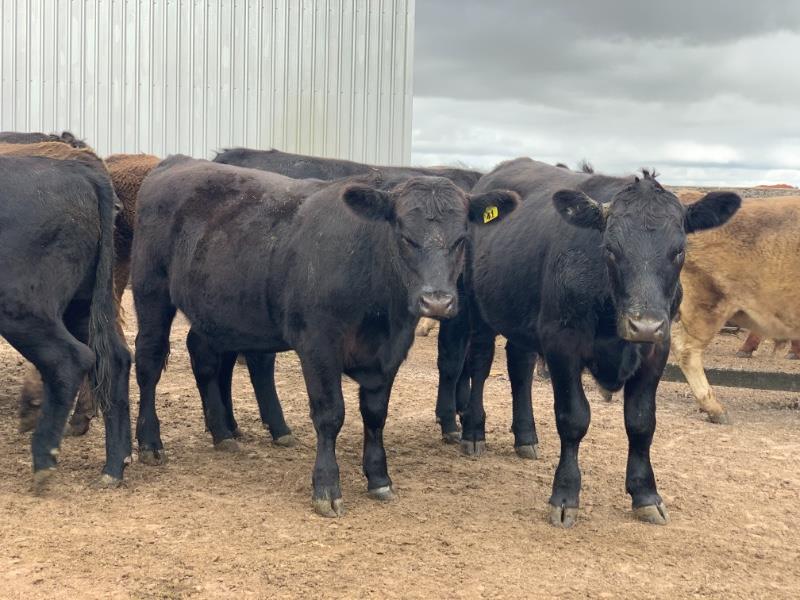 Lot 505 16 Feeder Steers AuctionsPlus