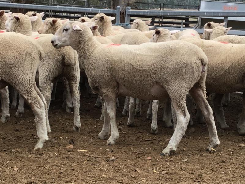 Lot 712 250 Mixed Sex Store Lambs Auctionsplus