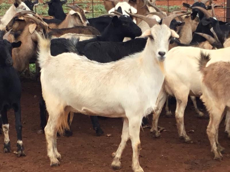 Lot 20 300 Goats Does AuctionsPlus