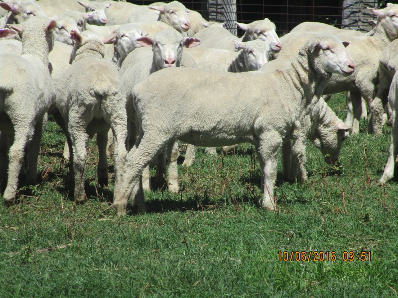 Lot 103 280 Mixed Sex Lambs Auctionsplus 9322