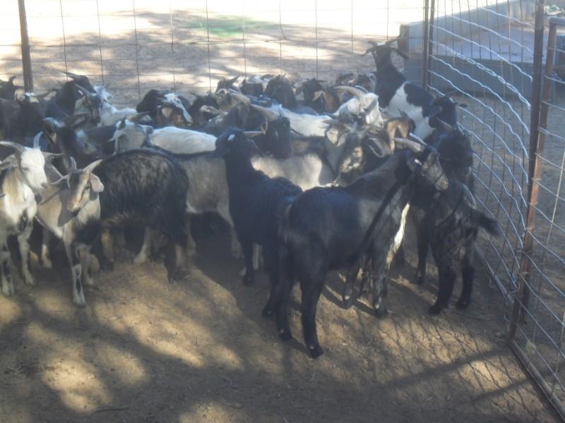 Lot 2 82 Goats Bucks AuctionsPlus
