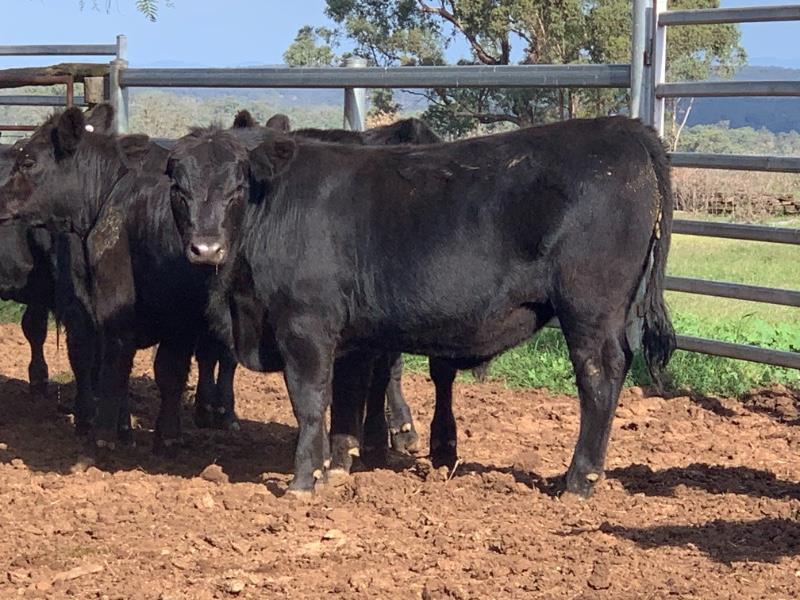 Lot 448 - 27 Unweaned Steers | AuctionsPlus