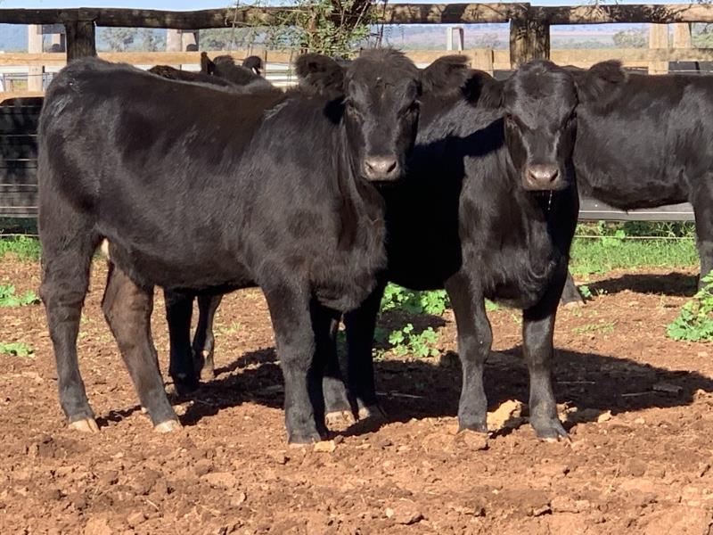 Lot 449 - 35 Unweaned Heifers | AuctionsPlus