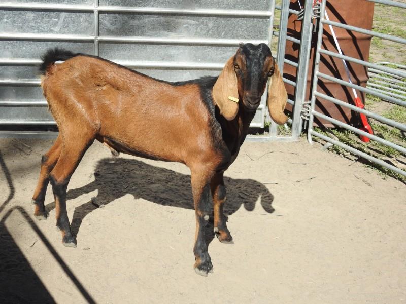 Lot 11 - 1 Goat - Buck | AuctionsPlus