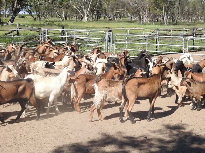 Lot 9 140 Goats Does AuctionsPlus