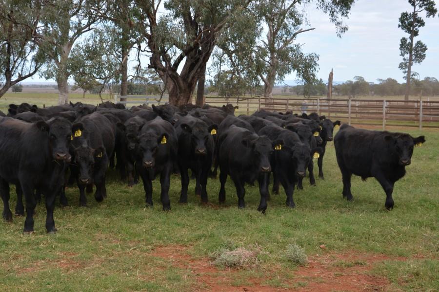 Lot 215 60 Feeder Steers AuctionsPlus