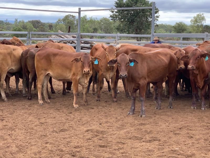 Lot 143 73 Feeder Heifers AuctionsPlus