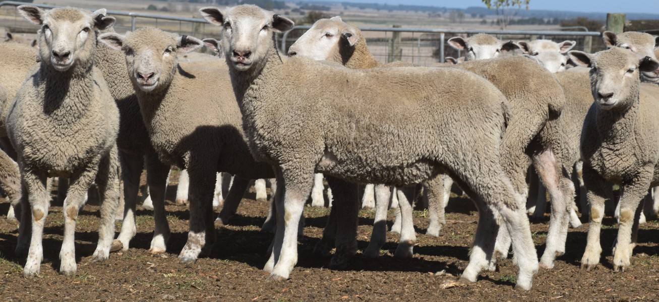 Lot 749 600 Mixed Sex Store Lambs Auctionsplus