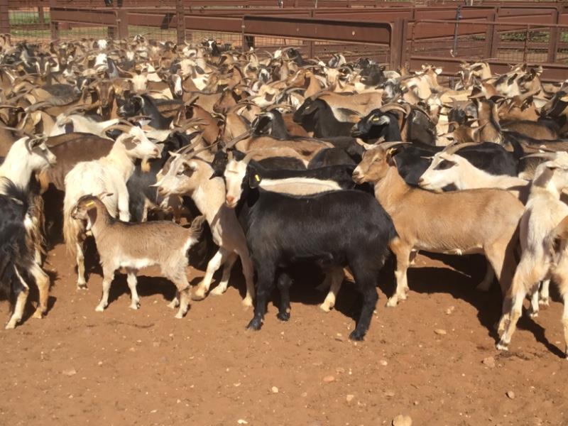 Lot 15 650 Goats Does AuctionsPlus