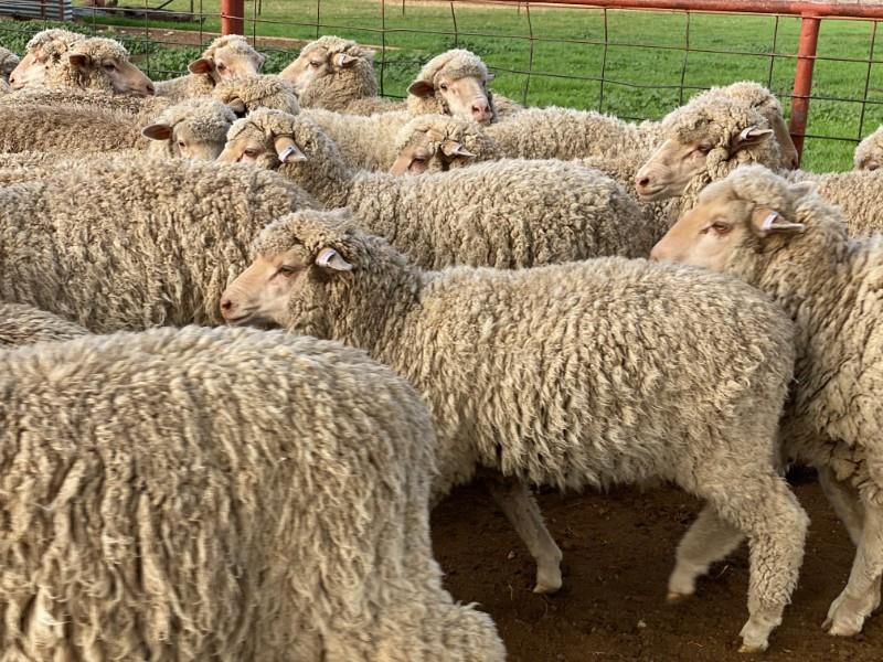 Lot 162 150 Woolgrower Wether Lambs AuctionsPlus