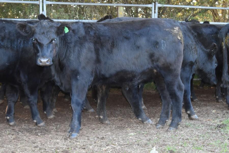 Lot 293 24 Feeder Steers AuctionsPlus
