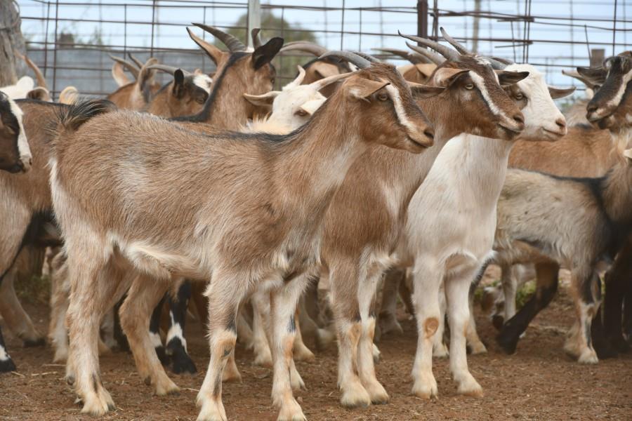 Lot 22 215 Goats Does AuctionsPlus