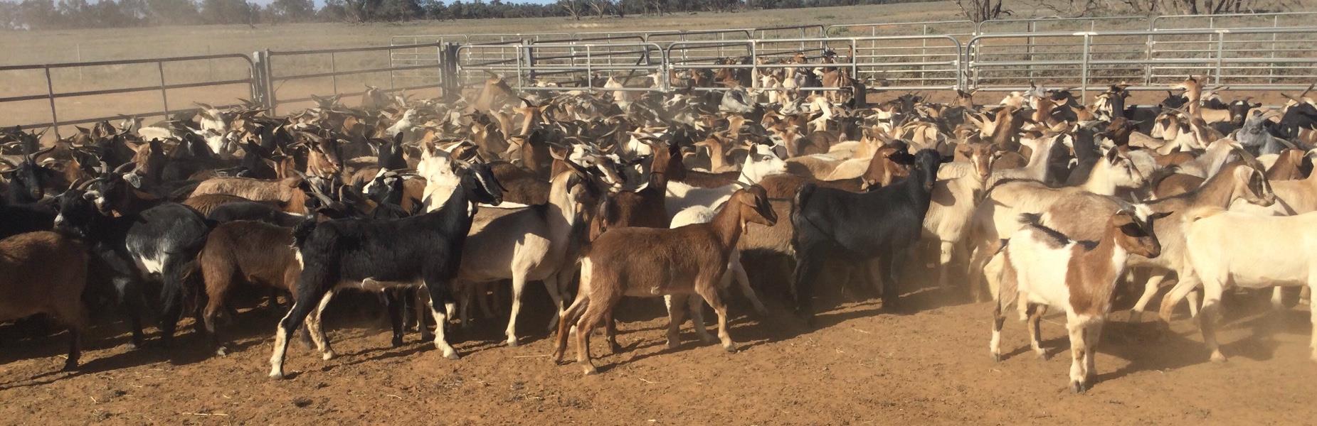 Lot 18 - 240 Goats - Does | AuctionsPlus