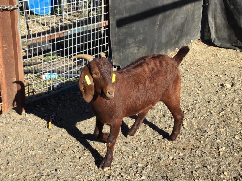 Lot 57 1 Goat Doe Auctionsplus 