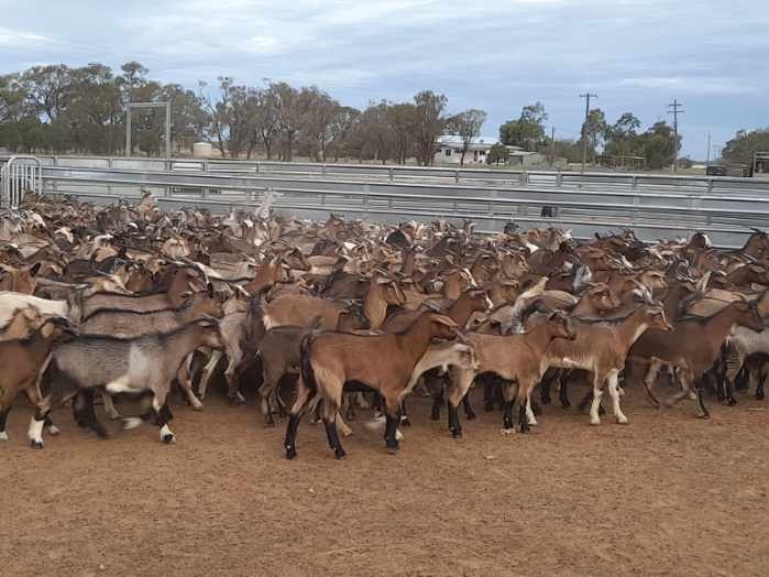 Lot 3 750 Goats Does AuctionsPlus