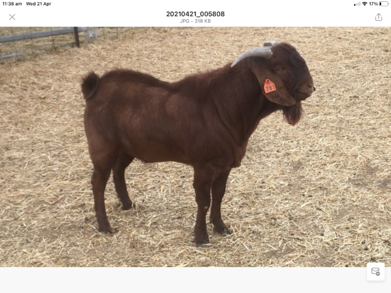 Lot 72 1 Goat Buck AuctionsPlus