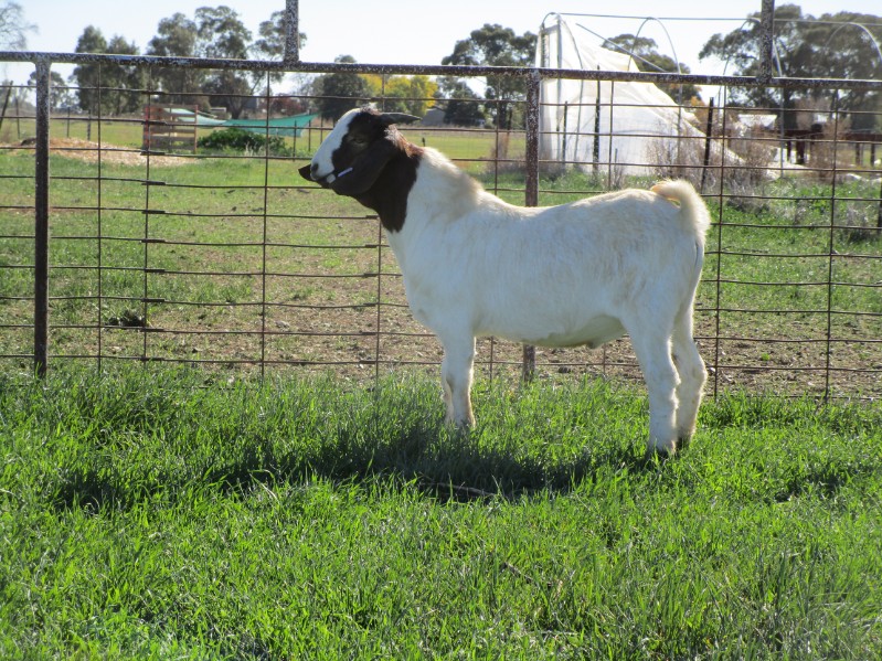 Lot 31 1 Goat Buck AuctionsPlus