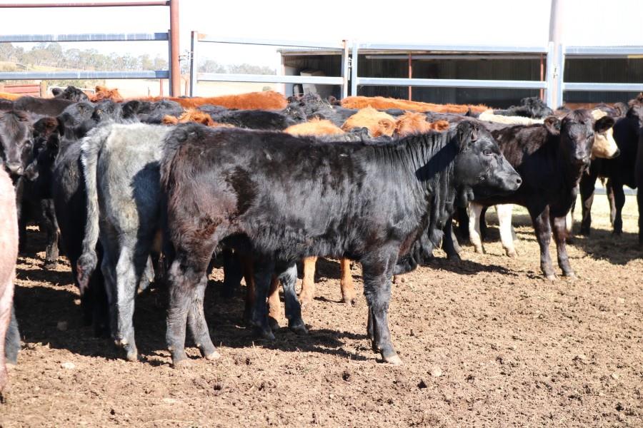 Lot 720 - 42 Unweaned Heifers | AuctionsPlus