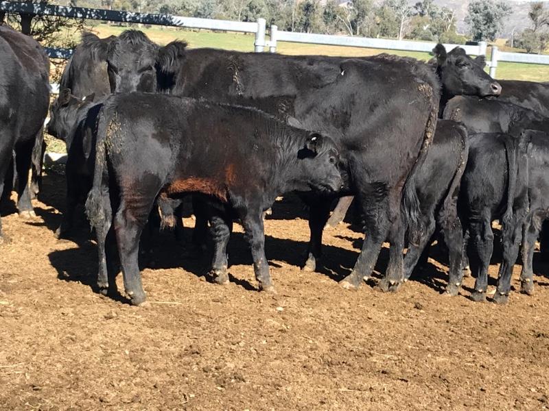 Lot 254 - 16 Heifers & 16 Calves | AuctionsPlus