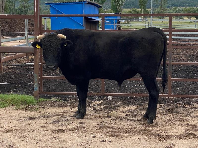 Lot 339 - 1 Bull | AuctionsPlus