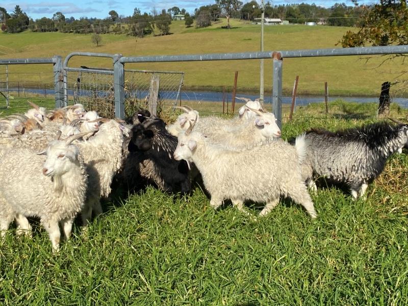 Lot 25 - 35 Goats - Wethers | AuctionsPlus