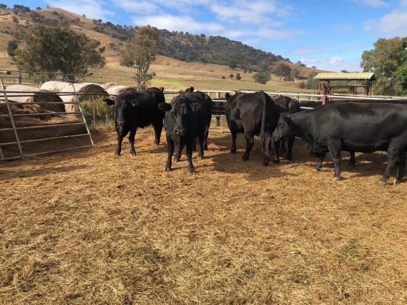 Lot 474 - 20 PTIC Cows | AuctionsPlus