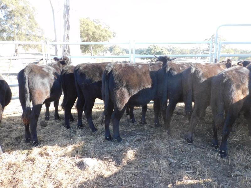 Lot 245 19 Mixed Sex Feeders AuctionsPlus