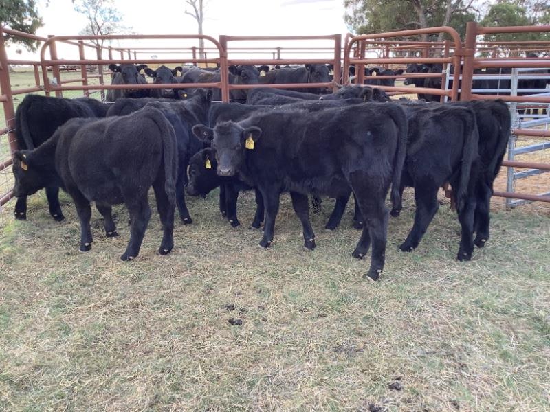 Lot 140 - 11 Mixed Sex Calves | AuctionsPlus