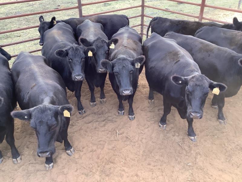 Lot 258 14 PTIC Cows AuctionsPlus