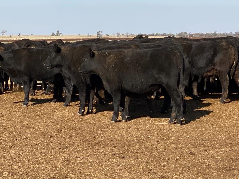 Lot 134 - 80 Feeder Steers | AuctionsPlus