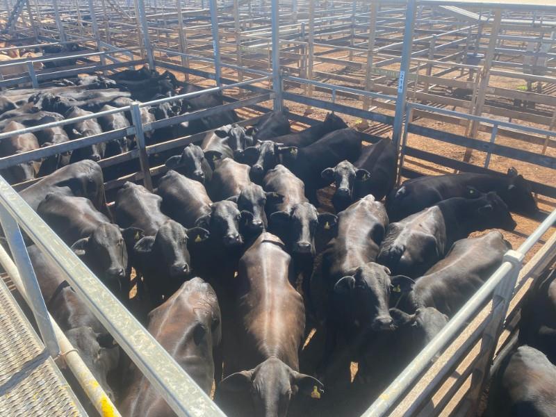 Pen 214 - 18 Heifers avg 426.66kgs full (est 405.327kgs curfewed ...