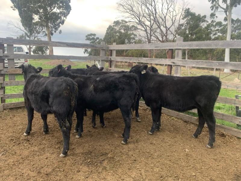 Lot 526 6 Heifer Calves AuctionsPlus