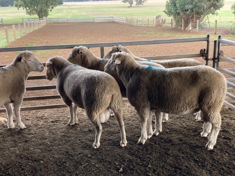 Lot 691 - 5 Rams | AuctionsPlus