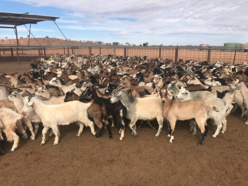 Lot 410 650 Goats Does AuctionsPlus
