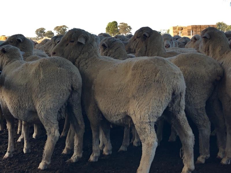 Lot 165 100 SIL Ewes AuctionsPlus