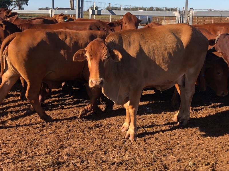 Lot 609 61 PTIC Cows AuctionsPlus