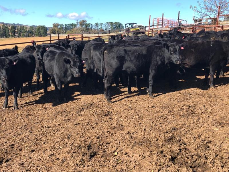Lot 551 39 Feeder Heifers AuctionsPlus