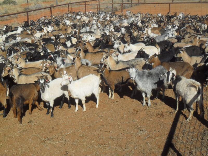 Lot 135 550 Goats Does AuctionsPlus
