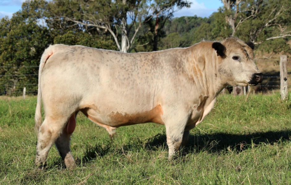 Lot 142 1 Stud Bull AuctionsPlus