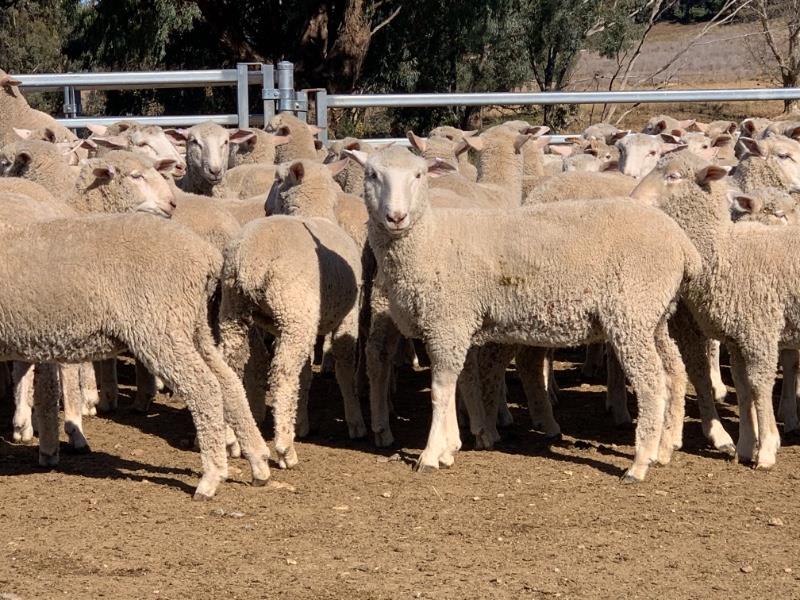 Lot 179 - 180 Mixed Sex Lambs | AuctionsPlus