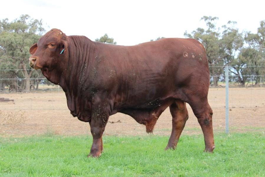 Lot 17 - 1 Stud Bull | AuctionsPlus