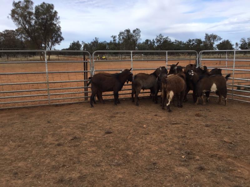 Lot 133 10 Goats Bucks AuctionsPlus